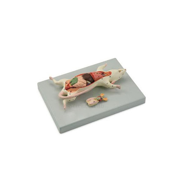 Male and Female Rat Model
